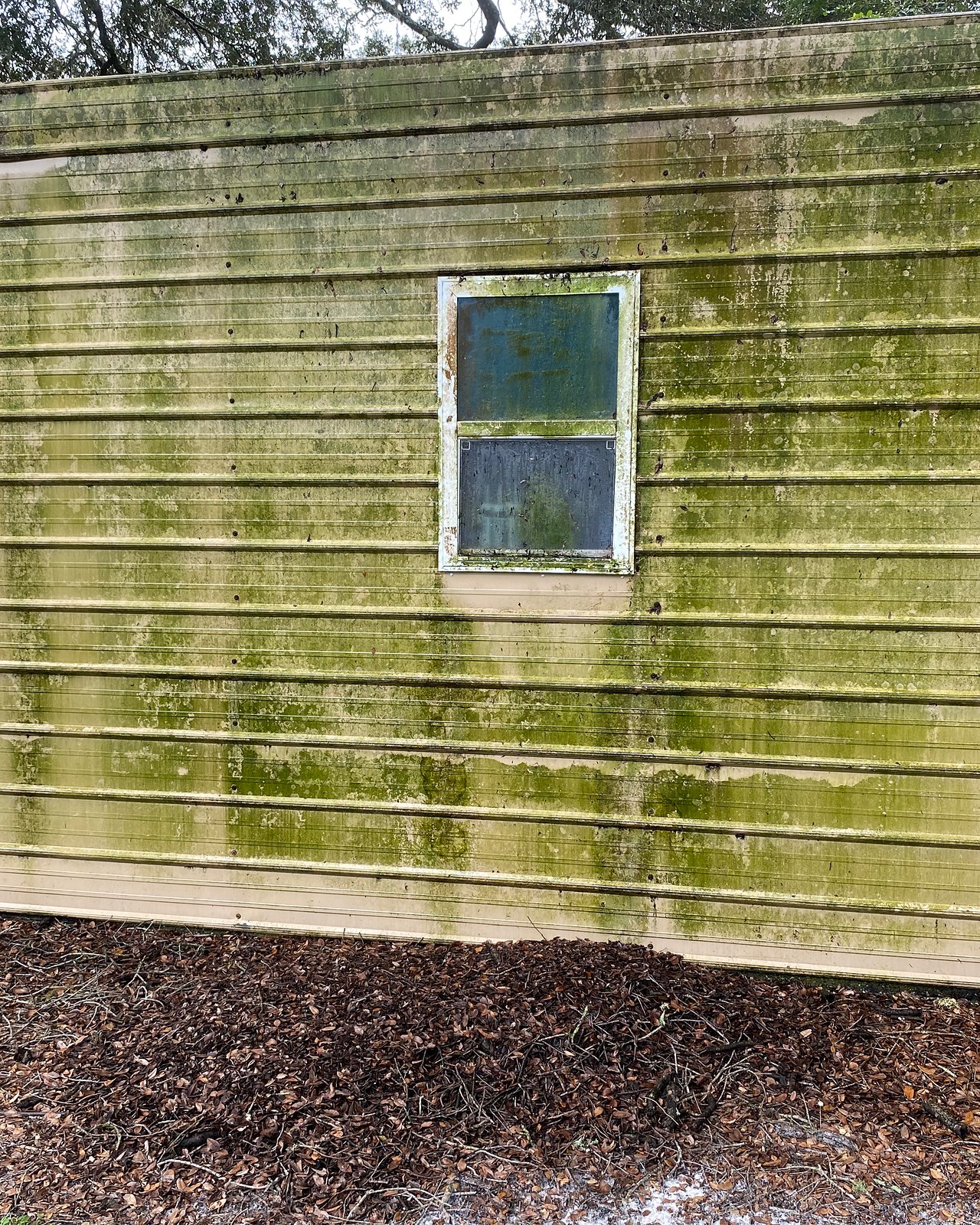 Tan vinyl siding with extensive green algae streaking around a window before a house wash.